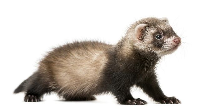 Furet