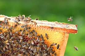 Mes Abeilles : miel, essaims et reines fécondées en vente en Normandie