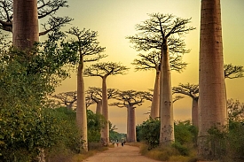 Briphi-Travel Madagascar : partenaire de votre voyage de rêve à Madagascar