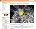 5434 : Au Cactus Francophone : cactus et plantes succulentes ou grasses