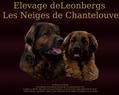 108293 : Leonberg et Leonbergs, le leonberger, passion des Neiges de Chantelouve 