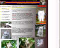168733 : maine coon : Chatterie ArmoniCaT, élevage familial de maine coon en charente maritime 17
