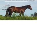 248131 : Profitez d'un cadre sécurisé pour votre cheval au sein du centre équestre situé à Saint-Christophe-du-Bois
