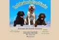 61266 : Les Labradors retriever du Grand Cassieu