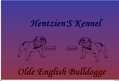 64198 : Elevage de OLDE ENGLISH BULLDOGGE