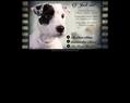 83804 : Action Of Jack and Co. Elevage de Parson Russell Terrier
