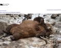 94410 : Sur les pas des ours : de la peluche à la vie sauvage