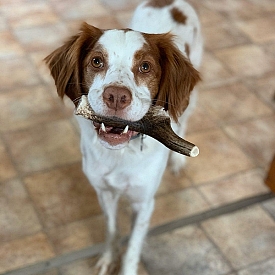 Friandises pour chiens & chats 100% naturelles