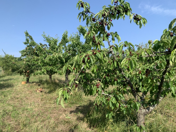 Comment cueillir les cerises proprement sans abîmer l'arbre : le guide pratique du néophyte