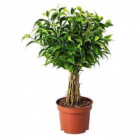 Ficus-benjamina