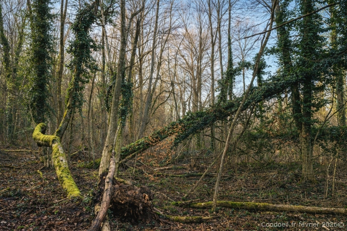 Nos for&ecirc;ts sont-elles &agrave; l&rsquo;abandon ?