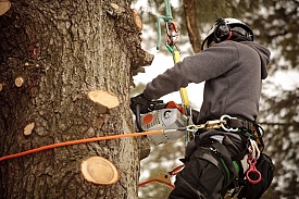 Arbor et Home : entreprise d'élagage/abattage d'arbres et arboriste grimpeur à Bordeaux
