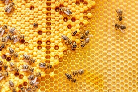 Le Rucher Notre-Dame en Provence : le meilleur de la ruche pour vous