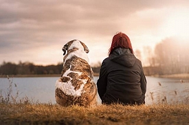 AssureChien.com : mutuelles et assurances pour chiens moins chères