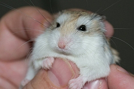 Mon Hamster, le site qui vous dit tout sur les hamsters !