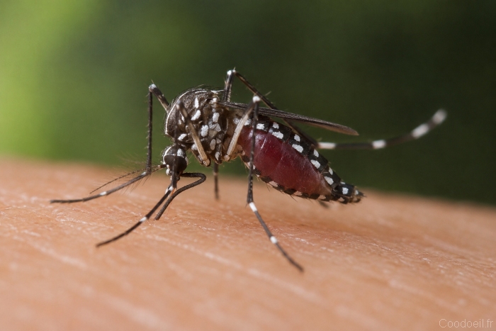Moustique tigre piquant une peau humaine Photographie macro hyperréaliste d’un moustique tigre noir et blanc en train de piquer une peau humaine, avec ses rayures caractéristiques visibles sur les pattes et l’abdomen, sur fond vert flou naturel.