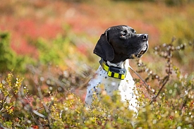 Collier GPS Chien : un comparatif des meilleurs traceurs GPS pour chien