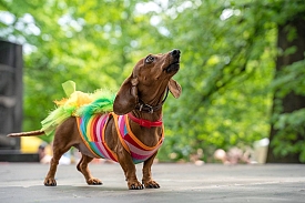 Vet-chien.com : spécialiste de l'habillement pour petits chiens