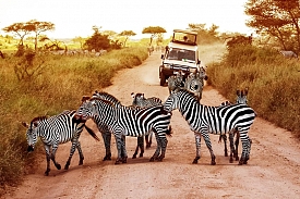 HORS PISTES TANZANIE : vos safaris sur mesure en Tanzanie