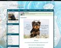 124997 : Elevage Amberstill - eleveur de chiens Yorkshire Terrier