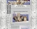 131424 : Abakan Forest - Chatterie familiale de chat et chaton sibérien
