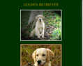 160454 : GOLDEN RETRIEVER - REGION MIDI-PYRENEES - FRANCE