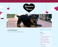 171487 : Le yorkshire terrier : elevage yorkshire marseille,yorkshire corse et yorkshire paca