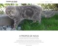 180196 : Chatterie Cité du Soleil | Elevage de chats british shorthair