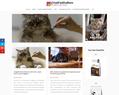 219621 : Tout savoir sur les chats