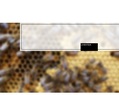 235017 : Vente d' essaims d'abeilles noires