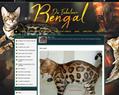 236405 : Elevage Chats Bengal Haut de Gamme