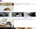 264289 : Passion chat : pour un chat heureux et en pleine forme