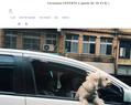 265574 : Toutou-Promenade : Accessoires de confort et sécurité pour chiens