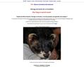 98137 : Elevage de furet - la furetiere.com