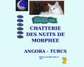 98892 : Chatterie des Nuits de Morphee Angora Turcs